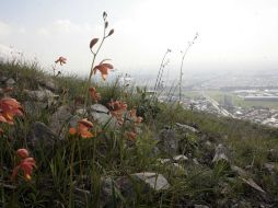 Para esto servirá en parte el subsidio por un millón de pesos que el Ayuntamiento de Guadalajara le entregó ayer al Bosque. ARCHIVO.  /