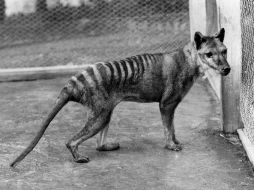 Este animal se a asemejaba a un perro de gran tamaño, tenía el pelaje corto y su cola larga. EFE  /