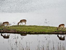 Tres gamos pastan en un islote originado por la crecida en las marismas de Doñana. EFE  /