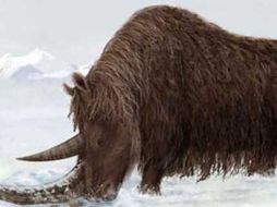 Tras el hallazgo de este ejemplar de rinoceronte lanudo, los investigadores continúan con los trabajos en este campo. ESPECIAL  /