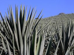 Fueron pintadas con tema de arte mexicano. ARCHIVO  /