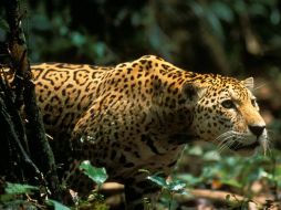 Se muestra una pantera en el Parque Nacional Bahuaja-Sonene. EFE  /