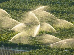 Se muestra plantación agricola en Alemania. EFE  /