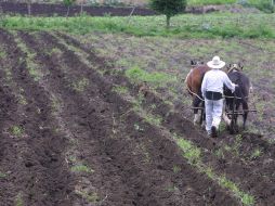 Jalisco ocupa el segundo lugar en la producción de maíz de grano, con 2 millones 543 mil 56 toneladas. ARCHIVO  /