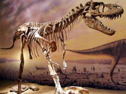 Este ejemplar estará en el recinto ubicado en Avenida Dr. R. Michel 520, justo atrás del Parque Agua Azul. La cita es a las 12.ESPECIAL  /