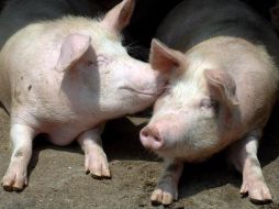 La castración quirúrgica se hace para evitar comportamientos agresivos o para impedir determinados olores o sabores. EFE  /