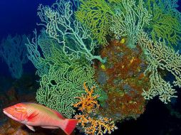 Los arrecifes de coral están cotizados en 79 dólares por hectárea. EFE  /