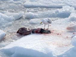 Una gaviota mira el cuerpo de una foca durante el inicio de la caza en el Golfo de San Lorenzo en Canadá. EFE  /