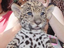 Aspecto de uno de los tres jaguares. EFE  /