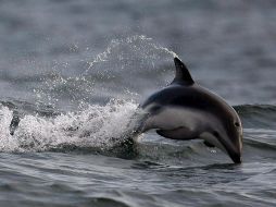 Debido al descubrimiento, el objetivo es la conservación de esta especie. EFE  /