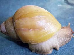Los caracoles africanos gigantes son dañinos debido a que consumen al menos 500 tipos diferentes de plantas. EFE  /