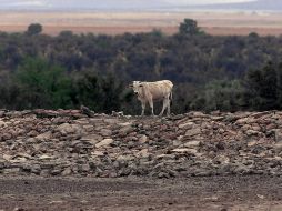 Se reporta la reducción de 11 mil 400 reses del hato ganadero.  ARCHIVO  /
