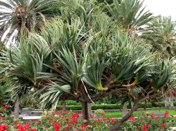 Unas 100 especies de flora endémica de Canarias, de las 610 existentes en el Archipiélago, están gravemente amenazadas. EFE  /