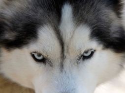 Las víctimas han sido en su mayoría perros de razas finas. REUTERS  /