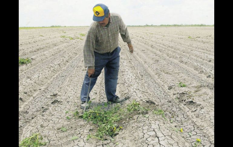 La falta de lluvia ha traído desaliento y la ruina de cientos de miles de labriegos y productores ganaderos. EL UNIVERSAL  /