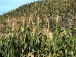 Se ha anunciado que a partir del 28 de septiembre comenzarán invasiones en distintos puntos del país. ARCHIVO  /