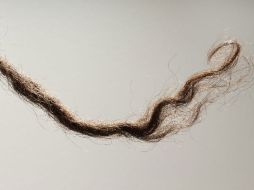 Mechón de pelo de un aborigen australiano, utilizado en el estudio del genoma. EFE  /