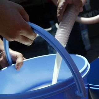 Gobierno pagará 60 centavos por litro más a los lecheros