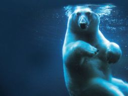 Detalle de la portada. ESPECIAL  /