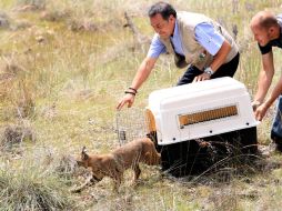 Según el CIVS, el lince es uno de los animales que más tiene presión por la cacería y es necesario para el equilibrio.M FREYRIA  /
