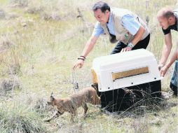 El lince se sumó a otros 20 detectados en los corredores biológicos del Bosque La Primavera. EL INFORMADOR, M. FREYRÍA  /