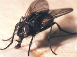 Científicos descubren que los aromas afrutados, que contienen ácido fenilacético estimula el apetito sexual de estos insectos. ESPECIAL  /