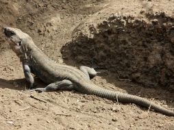 Seis ejemplares machos de lagarto gigante de La Gomera, han sido trasladados a un espacio protegido de la isla. EFE  /
