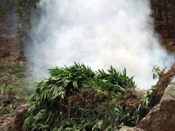 Lo que se encontró y posteriormente se destruyó fue en el municipio de Compostela. ARCHIVO  /