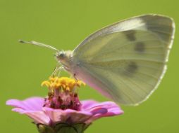 También estan considerando plantas hawaianas y una variedad de mariposas. ARCHIVO  /