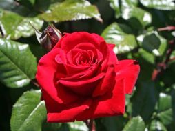 Los estudios se realizan con rosas hybridas de color rojo brillante. ID  /