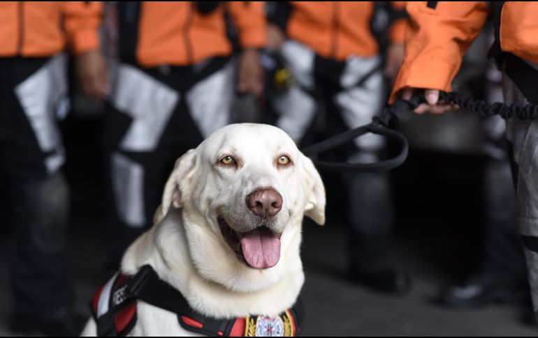 Ecuador, Guatemala, Honduras y Chile mandan apoyo para sacar a los atrapados entre los escombros.