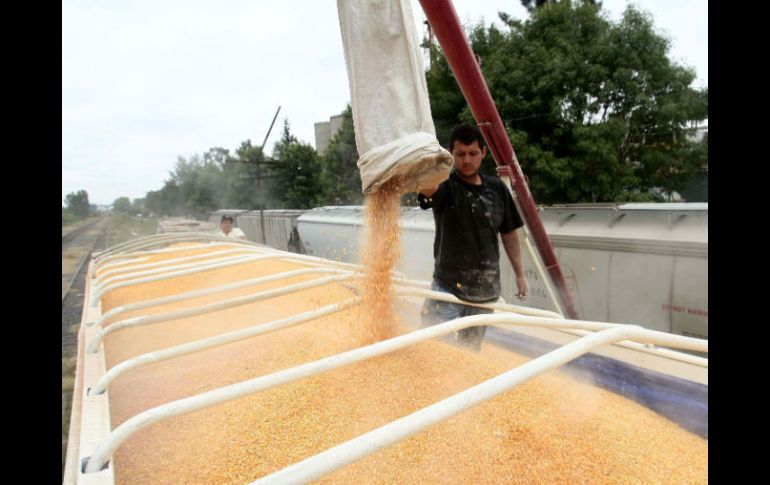 Una baja en la producción de maíz blanco nacional podría incidir en la importación del grano estadounidense amarillo.  /