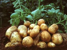 El cultivo de patata es el tercero más importante del mundo. EFE  /
