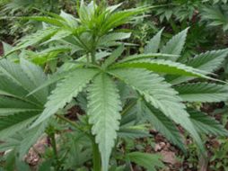 California fue el primer estado en aprobar una ley de consumo ''compasivo'' de la mariguana. ARCHIVO  /