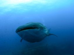 Este 'Arqueoceto' antártico pertenece al grupo Basilosauridae, del que se originaron todos los cetáceos actuales. ARCHIVO  /