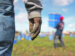 Los migrantes ilegales que habitan Alabama se dedican en su mayoría a las labores agrícolas. AFP  /