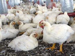 La domesticación del pollo es más antigua de lo que se suponía. ARCHIVO  /