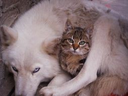 De acuerdo al informe de Douglas, los canes fueron superiores en seis de las once categorías, y los gatos en cinco de ellas. ESPECIAL  /