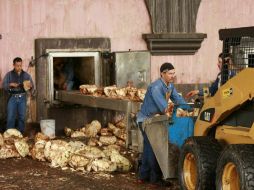 Trabajadores de empresa tequilera, durante el proceso de elaboración del producto.  /