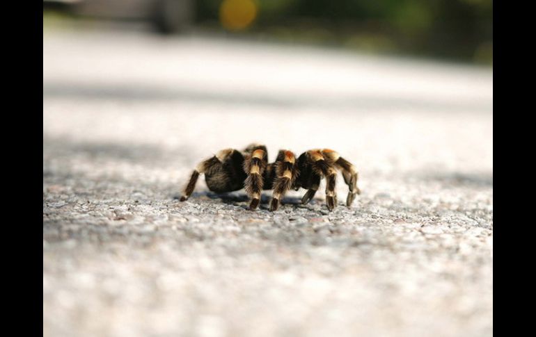 En un registro a la vivienda del traficante se encontraron otras 665 tarántulas. ARCHIVO  /