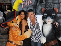 El gato con botas ha llamado la atención de cientos de fanáticos. AFP  /