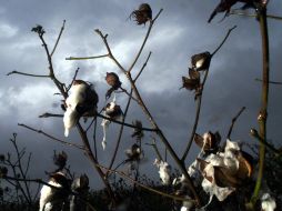 Se usará semilla conocida por la categoría Mon531. AP  /