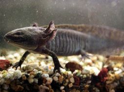 La cuenta regresiva para la extinción del ajolote está carcana a terminar, científicos mexicanos luchan por evitarlo. EL UNIVERSAL  /