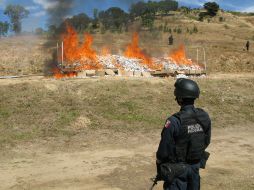 Se han destruido cinco mil 903 plantíos de marguana en lo que va del año 2011. ARCHIVO  /
