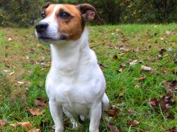 Petey fue identificado gracias a un microchip. AP  /