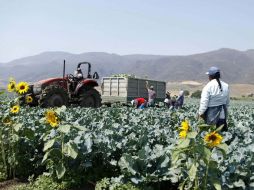 La CICA dijo que las especulaciones en las materias primas alimentarias son inaceptables porque se juega con la vida de las personas.  /