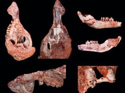 Son los primeros cráneos encontrados y datan de principios del cretáceo tardío. EFE  /