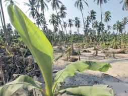 Las plantaciones de plátano figuran entre los cultivos más afectados en la Costa Sur del Estado.  /