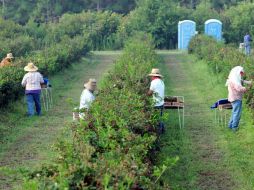 Siete millones de indocumentados representan la fuerza laboral en Alabama. ARCHIVO  /