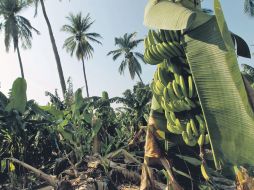 Los residentes demandan ayuda para rescatar las plantaciones.  /